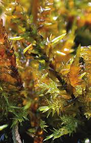 Attēlu rezultāti vaicājumam “Calliergon giganteum”