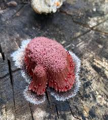 Attēlu rezultāti vaicājumam “Stemonitis splendens”