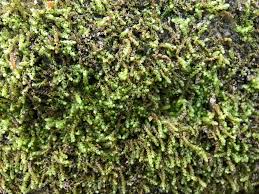 Attēlu rezultāti vaicājumam “Anastrophyllum hellerianum”