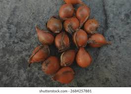 Attēlu rezultāti vaicājumam “Tulipa sylvestris fruit”