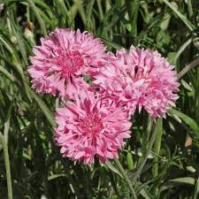 Image result for Centaurea cyanus