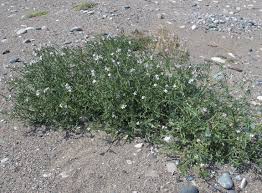 Attēlu rezultāti vaicājumam “Cakile maritima subsp. baltica”