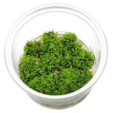 Attēlu rezultāti vaicājumam “Riccardia chamaedryfolia”