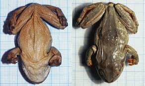 Attēlu rezultāti vaicājumam “Hyla arborea adult”