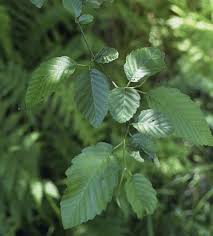Attēlu rezultāti vaicājumam “Oenothera rubricauli leaf”