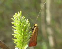 Attēlu rezultāti vaicājumam “Adela cuprella”