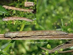 Attēlu rezultāti vaicājumam “Catarhoe rubidata”