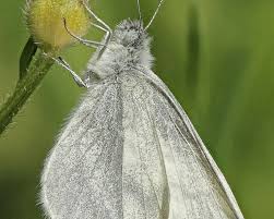 Attēlu rezultāti vaicājumam “Leptidea sinapis underside”