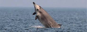 Image result for Mesoplodon bidens