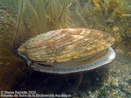 Image result for Placopecten magellanicus