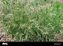 Attēlu rezultāti vaicājumam “Helictotrichon pubescens”