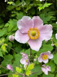 Attēlu rezultāti vaicājumam “Anemone sylvestris”