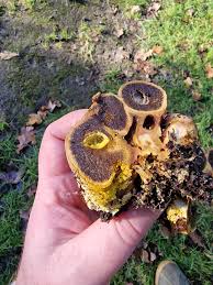 Attēlu rezultāti vaicājumam “Scleroderma citrinum”