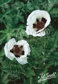 Image result for Papaver orientale