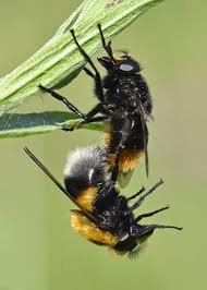 Attēlu rezultāti vaicājumam “Volucella bombylans”