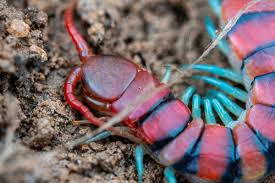 Attēlu rezultāti vaicājumam “Polypogon tentacularius”
