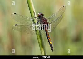 Attēlu rezultāti vaicājumam “Leucorrhinia pectoralis female”