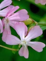 Attēlu rezultāti vaicājumam “Saponaria officinalis”