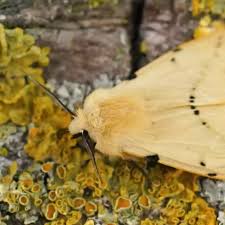 Attēlu rezultāti vaicājumam “Spilosoma lutea imago”