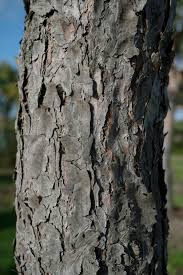 Attēlu rezultāti vaicājumam “Pinus sylvestris var. borussica”