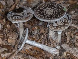 Attēlu rezultāti vaicājumam “Amanita excelsa”