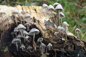 Attēlu rezultāti vaicājumam “Mycena abramsii”