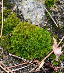 Attēlu rezultāti vaicājumam “Lamprospora tortulae-ruralis”