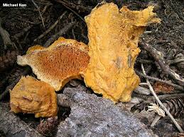 Attēlu rezultāti vaicājumam “Pycnoporellus alboluteus”