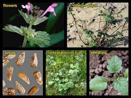 Attēlu rezultāti vaicājumam “Lamium amplexicaule leaf”