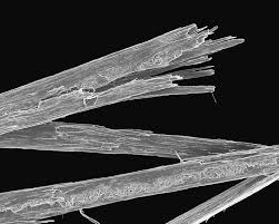 Image result for human hair microscope image