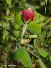 Image result for Trifolium incarnatum