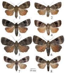 Attēlu rezultāti vaicājumam “Amphipyra pyramidea”