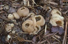 Attēlu rezultāti vaicājumam “Peziza vesiculosa”