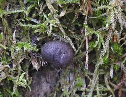 Attēlu rezultāti vaicājumam “Licea chelonoides sessile”