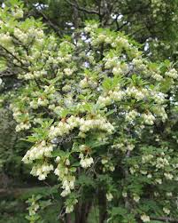 Attēlu rezultāti vaicājumam “Enkianthus campanulatus”