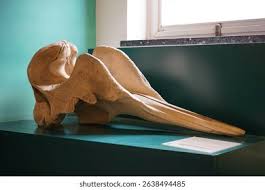 Image result for Hyperoodon ampullatus