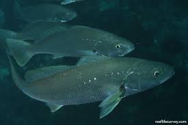 Image result for Argyrosomus japonicus
