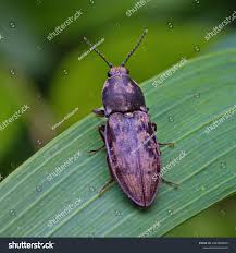 Attēlu rezultāti vaicājumam “Prosternon tessellatum”