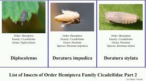 Attēlu rezultāti vaicājumam “Edwardsiana geometrica”
