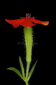 Attēlu rezultāti vaicājumam “Silene chalcedonica fruit”