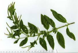 Attēlu rezultāti vaicājumam “Epilobium roseum”