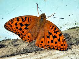 Attēlu rezultāti vaicājumam “Argynnis adippe female”