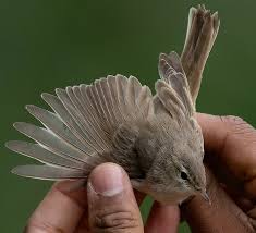 Attēlu rezultāti vaicājumam “Hippolais caligata”