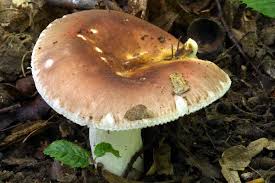 Attēlu rezultāti vaicājumam “Russula vesca”