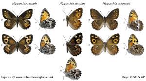 Attēlu rezultāti vaicājumam “Hipparchia semele”