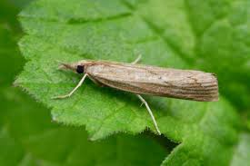 Attēlu rezultāti vaicājumam “Pediasia fascelinella”