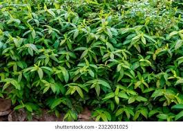 Attēlu rezultāti vaicājumam “Hypericum perforatum leaf”