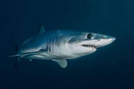 Image result for Carcharhinus leucas