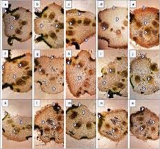 Attēlu rezultāti vaicājumam “Cardaminopsis arenosa bud”