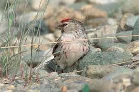 Attēlu rezultāti vaicājumam “Carduelis flammea male”